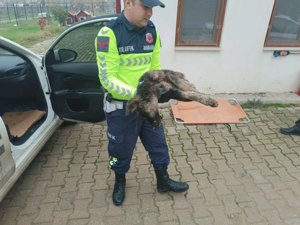 YARALI SOKAK KÖPEĞİ İÇİN JANDARMA EKİPLERİ SEFERBER OLDU