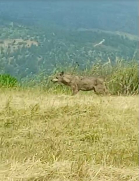 KÖYLÜLERİN ’CANAVAR’ DEDİĞİ İRİ KURT KAMERALARA YAKALANDI