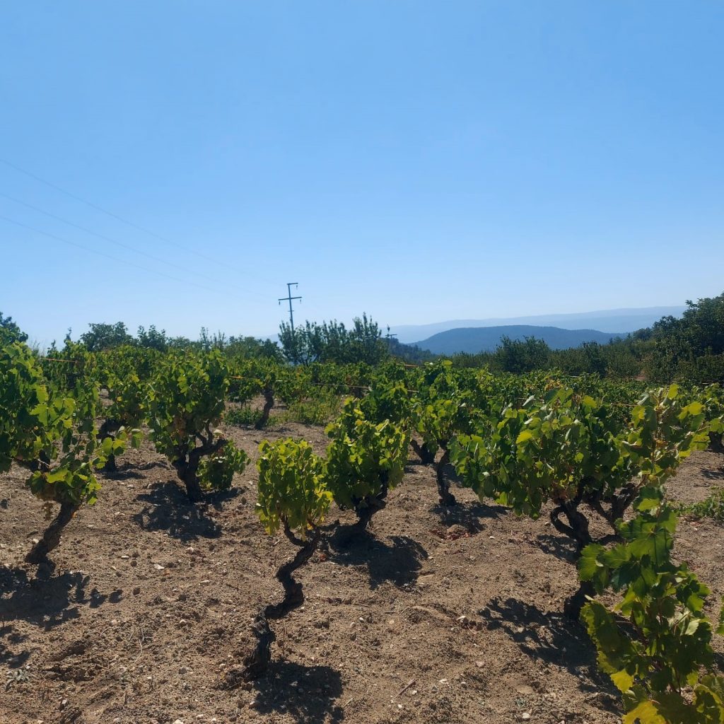 BİLECİK’İN ‘BEDİ ÜZÜMÜ’ LEZZET ARŞİVİ KATALOĞUNA EKLENDİ