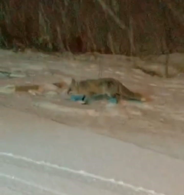 BİLECİK’TE AÇ KALAN TİLKİLER YERLEŞİM YERLERİNE İNDİ