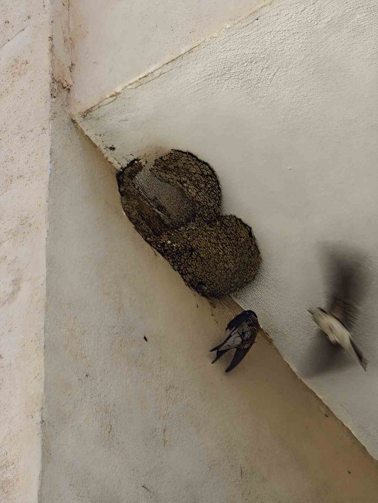 Ayağı takılarak askıda kalan kırlangıcın imdadına itfaiye yetişti