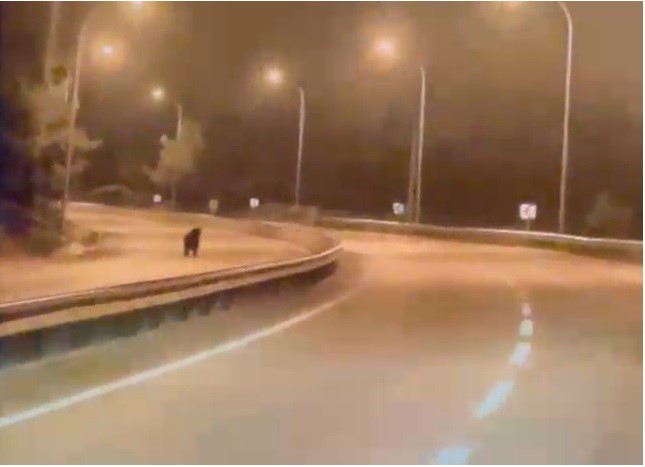 Bilecik’te ayı ana yola indi