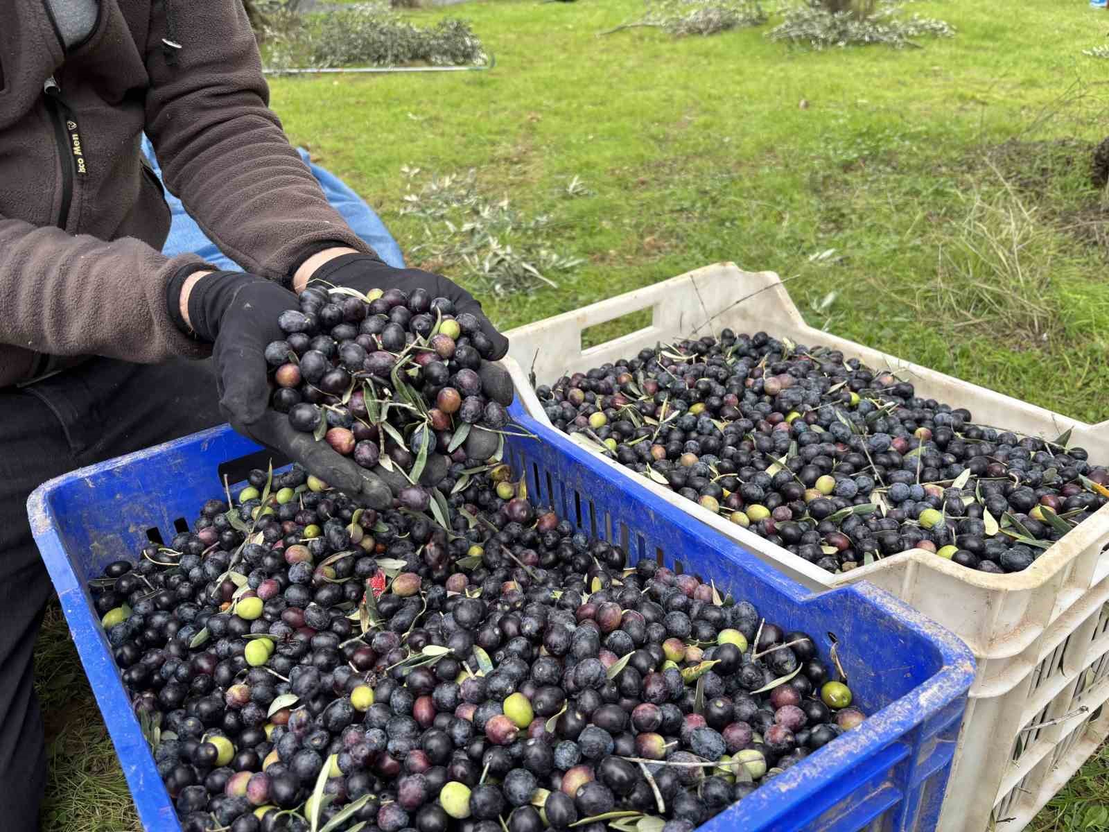 Orta Sakarya Vadisi’ndeki mikroklima etkisine sahip Osmaneli’nde zeytinler hasat sona erdi